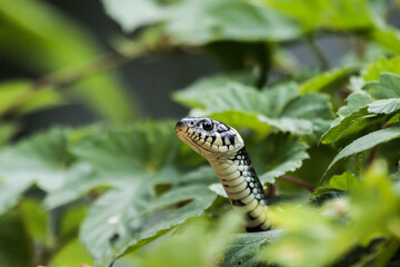 Ringelnatter  (Natrix Natrix)