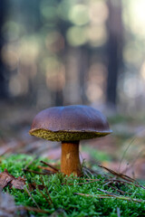 A bay bolet stands on a forest floor covered with moss