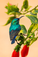 Beautiful sunbird on a hibiscus tree; Uganda