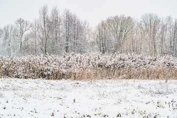 A closeup shot of a snow-covered field with dry tall sunflowers