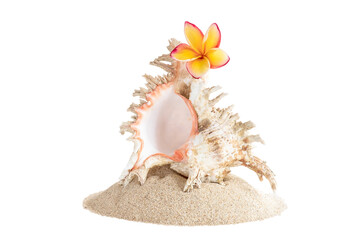 Pile of sand with large seashells and frangipani flower, isolated on white background