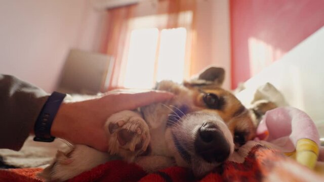 POV First Person View Male Hand Stroking And Petting Cute Adorable Welsh Corgi Dog, Lying On Bed In Bedroom. Funny Dog Licks Its Nose, Wide Angle Footage, Focus On Dog Nose