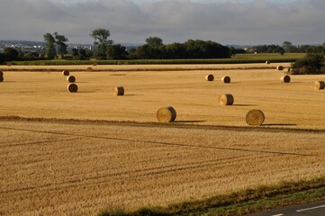 Fototapeta premium Round straw bales in harvested fields