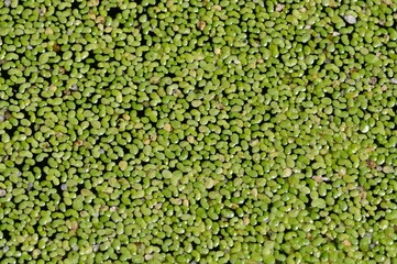 Duckweed in a pond in Brittany