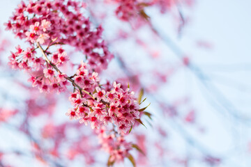 Colorful cherry blossoms in nature