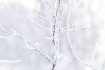 Branch covered with frost. Winter landscape. Soft focus