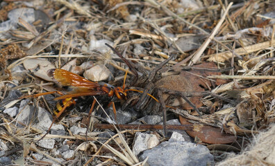 A female large spider wasp, Cryptocheilus alternatus,   with it's prey ... the large wolf spider, Hogna radiata .