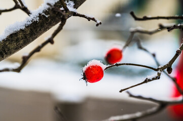 A selective focus shot of snow-covered blooming Rosehip plants on a winter day