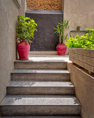 potted plants and gray wall background illuminated by natural warm light