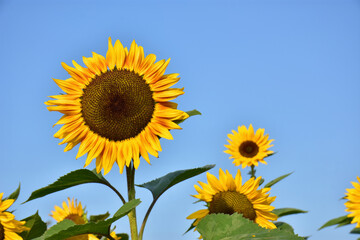 Close-up of sunflower against a blue sky