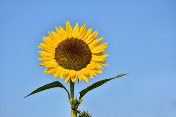 Close-up of sunflower against a blue sky