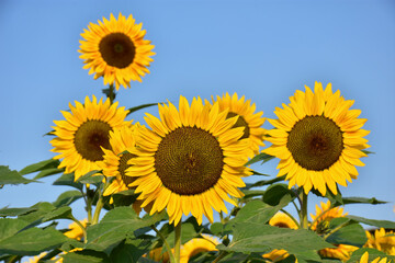Fototapeta premium Close-up of sunflower against a blue sky