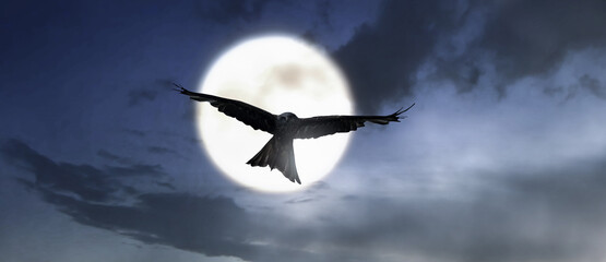 Flying eagle silhouette in the moon night sky.