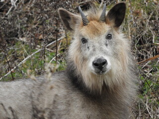 Fototapeta premium 二ホンカモシカ・１２月・秋田市