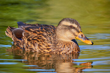 Mallard Female Closeup ( Anas platyrhynchos )	