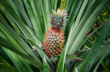 Obraz premium Pineapple plantation. Production of tropical fruit in Sri Lanka. Pineapple plant close up.