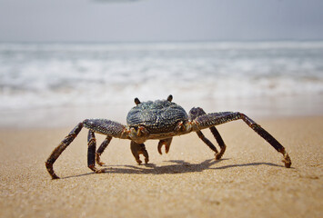 Close up of a crab in the sand. Beach life. Sea animal. Sunny day on the beach.