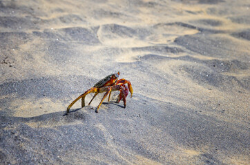 Crab close up potrait. Crab on the sandy beach on sunny day.