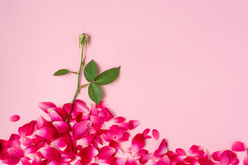 Creative concept fallen rose petals on light pink background. Flat lay view with a copy space.