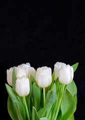 Fototapeta premium pristine white tulip flowers bunch on black background, some space for your text