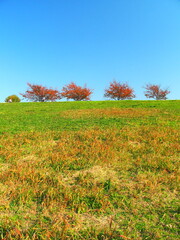 Obraz na płótnie Canvas 桜の並木のある秋の江戸川土手風景