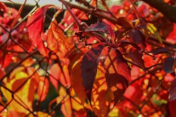 Young red leaf Parthenocissus quinquefolia