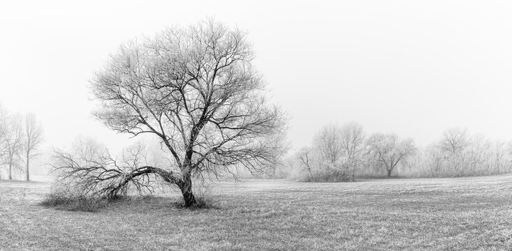 Winter panorama landscape with lonely tree with forest, trees covered snow. Seasonal cold snowy weather, frozen trees and grass, black and white, monochrome photo process