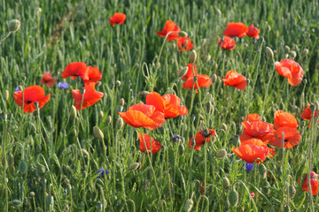 Fototapeta na wymiar Red poppy among the field grasses in summer. Beautiful wildflowers. Untouched nature.