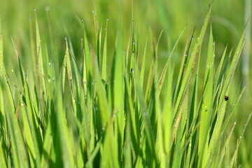 Obraz na płótnie Canvas green grass background, rain droplets on the grass, spring