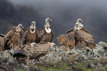 Golden jackal fight with griffon vultures. Scavengers near the carcass. Angry jackal tries to feed. European wildlife during the wintertime. Bulgaria nature. 