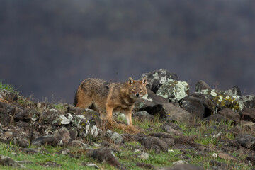 The golden jackal is searching for food. Jackal moving through the stones. European wildlife.