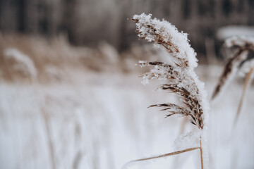 reeds in snow on the lake in winter