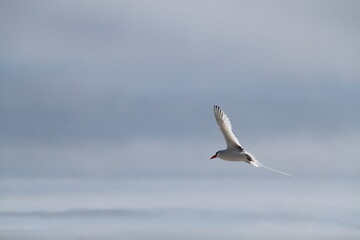 The beautiful flight of the Red Billed Tropicbird in the sky of the Galapagos Islands