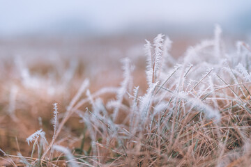 Frosty winter nature abstract closeup with blurred background. Frozen winter foliage, cold weather,...