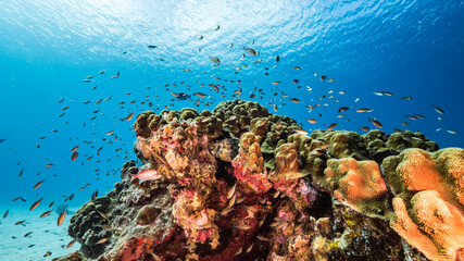 Seascape in shallow water of coral reef in Caribbean Sea, Curacao with fish, coral and sponge