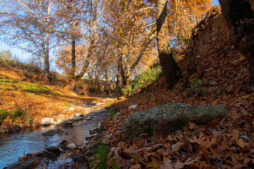 autumn in the forest