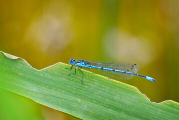Azure Damselfly - Coenagrion puella, common blue damselfly from European fresh waters, Switzerland.