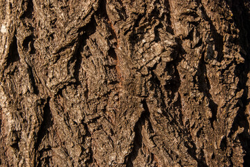 Big willow tree bark closeup as wooden background