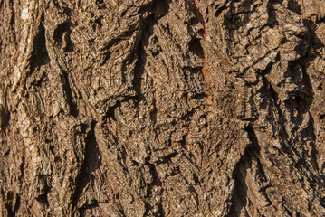 Big willow tree bark closeup as wooden background