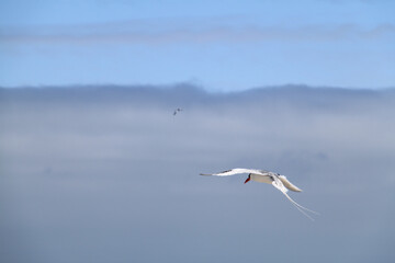 Fototapeta na wymiar The beautiful flight of the Red Billed Tropicbird in the sky of the Galapagos Islands