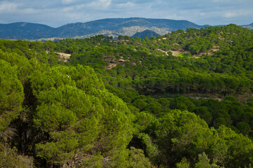 Pinares y Encinas, Parque Natural Sierra de Andújar, Jaen, Andalucía, España