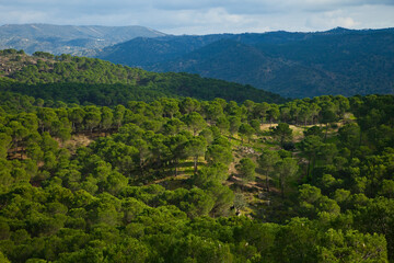 Fototapeta na wymiar Pinares y Encinas, Parque Natural Sierra de Andújar, Jaen, Andalucía, España