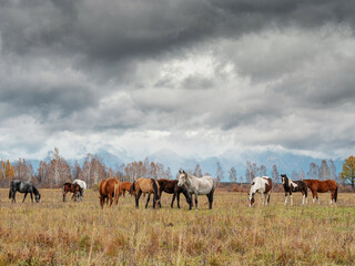 Fototapeta na wymiar A herd of horses in the Tunka valley in Sayan.
