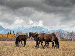 Fototapeta premium A herd of horses in the Tunka valley in Sayan.