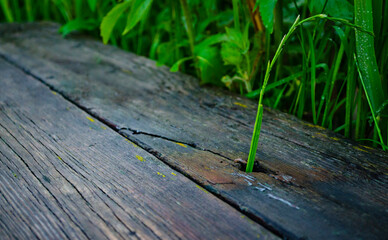 The grass is breaking through the wooden board. Dock of planks. Old gray wooden plank and green grass breaking through the planks.