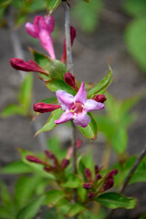 Spring flowering of Weigela shrub in garden. Pink flowers of small Weigela bush. Close-up. Vertical photo