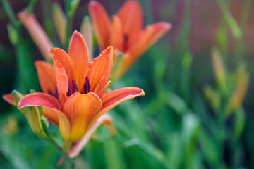 Blooming red lily (Lilium) in garden on blurry green background. Beautiful garden plant in flower bed. Close-up.