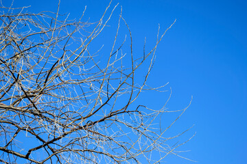 Branching tree without leaves against clear blue sky in autumn - winter season. Copy space.