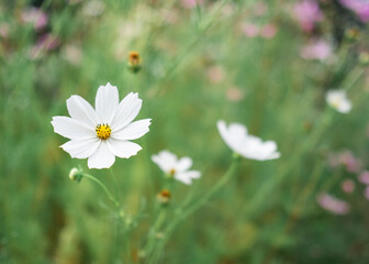 White cosmos flower in the field