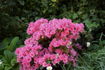 fiori